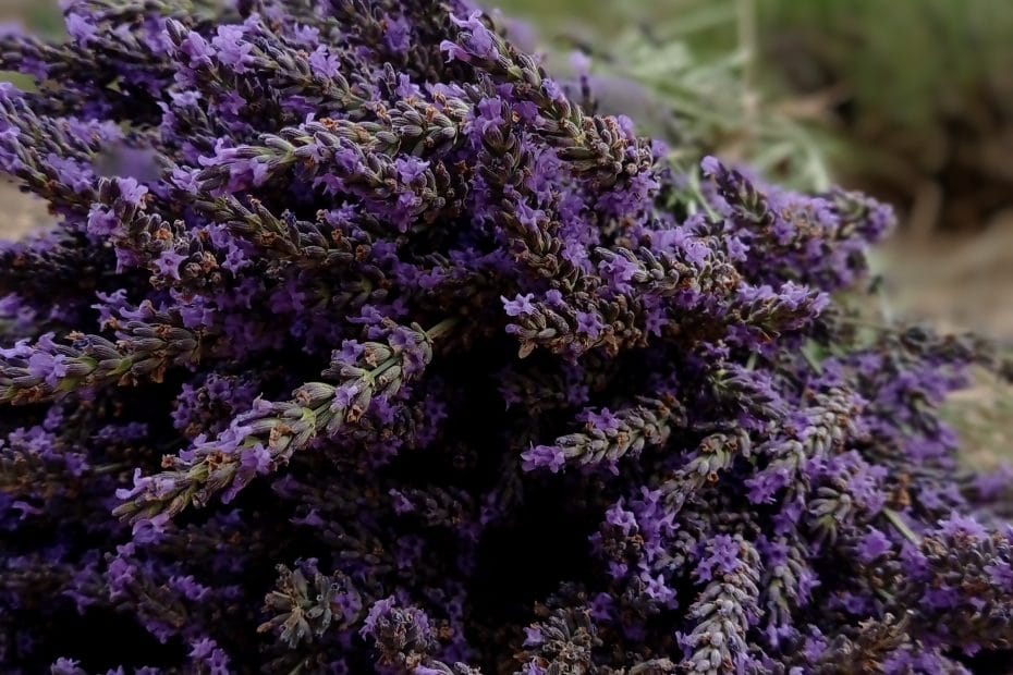 aceites esenciales: propiedades y usos