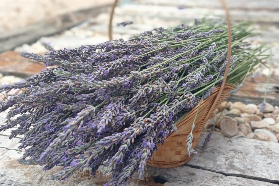 Propiedades y Usos del Hidrolato de Lavanda
