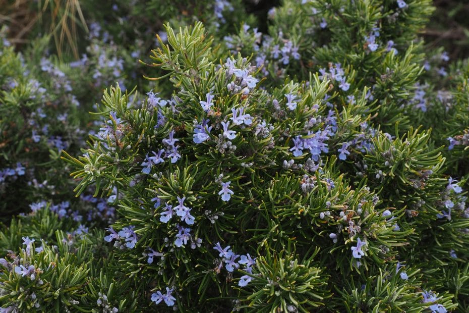 usos del aceite esencial de romero