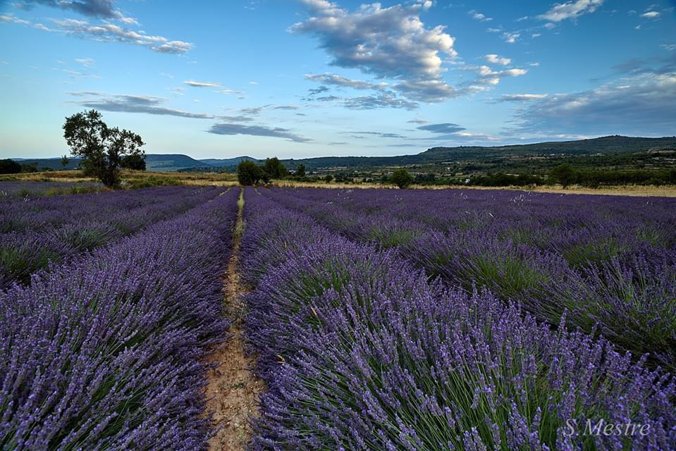 Campo lavanda