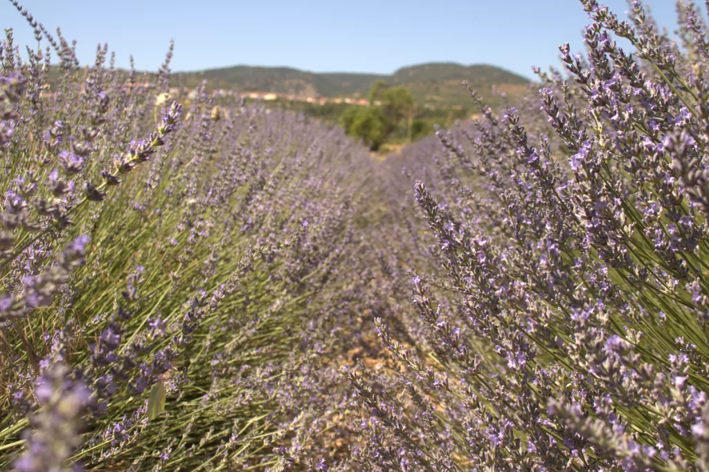 Campos Esencias de Els Ports
