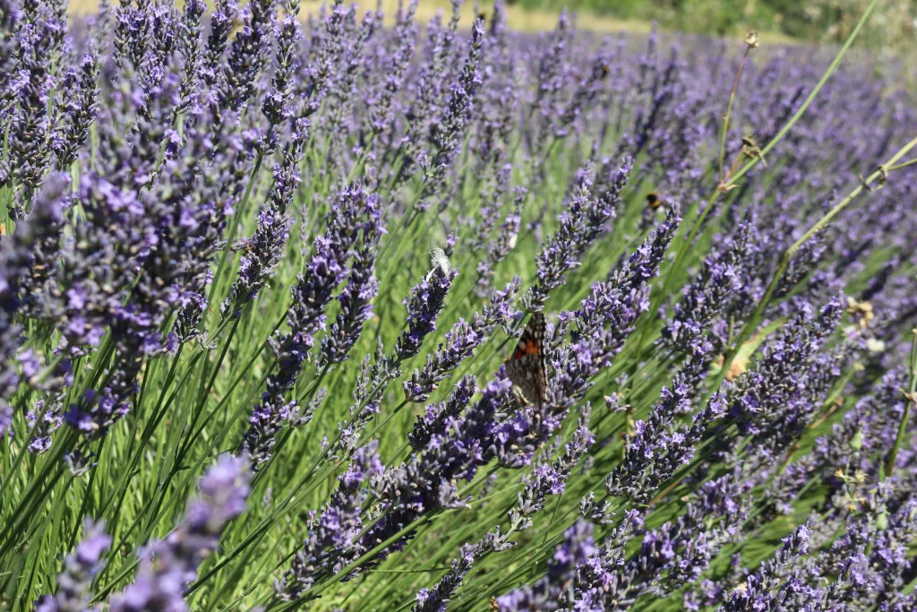 Campos lavanda