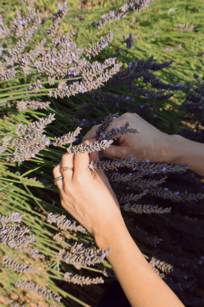 Recolección de lavanda a mano
